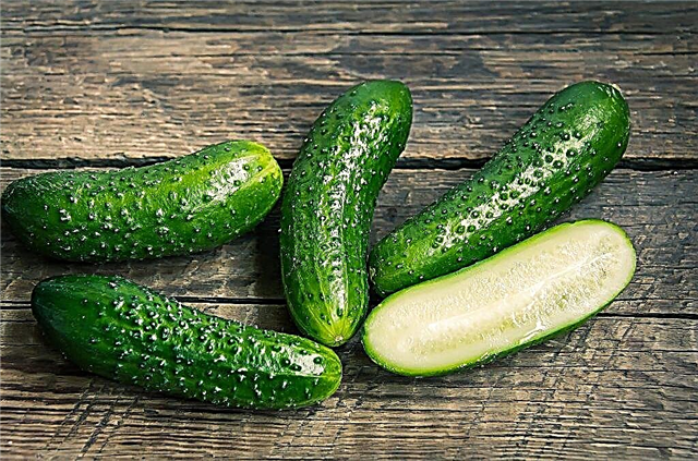 Characteristics of the cucumber variety Libelle F1