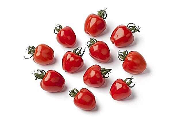 Characteristics of the tomato variety Strawberry Tree