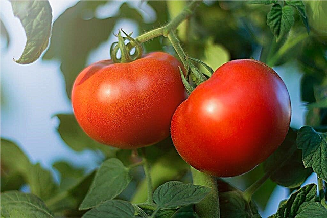 Description of Bagheera tomato