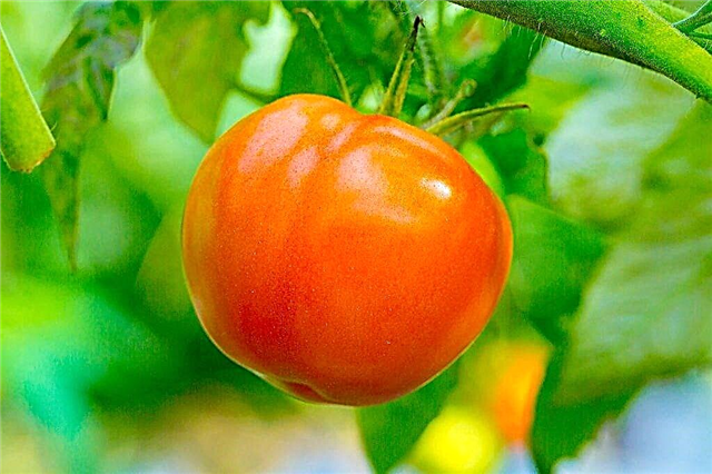 Description of tomato Peach
