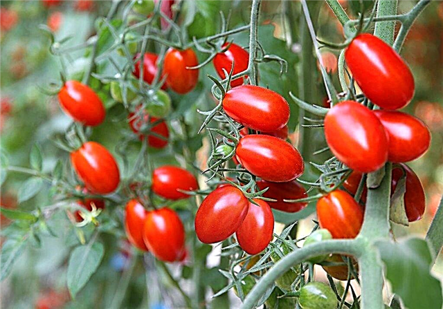 Monisto tomātu apraksts