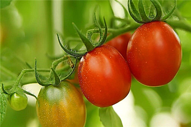 Beschrijving van tomaat Asterix