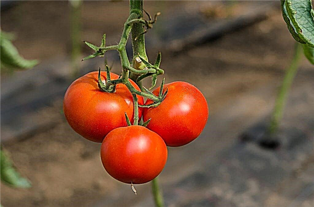 Vlastnosti odrůdy rajčat Obecně