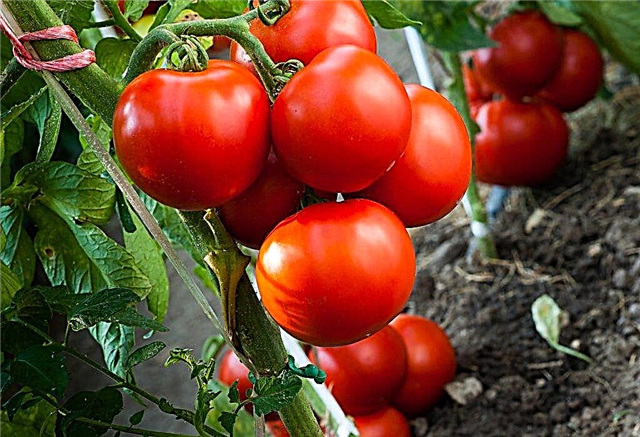 Beschrijving van tomaat Aswon