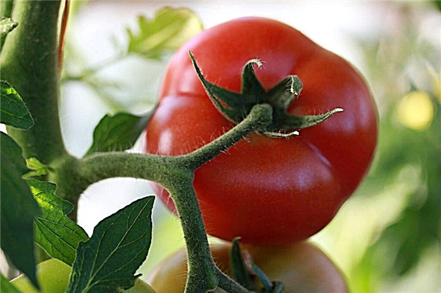 Beschreibung der Kibo-Tomate
