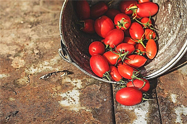 Description de la tomate Stolypin