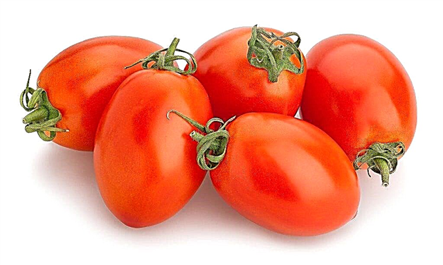 Descrição de tomate Marusya