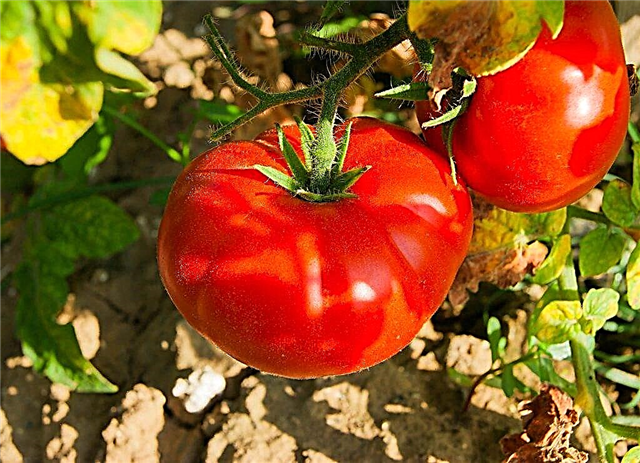Pomidorų Boni-MM aprašymas