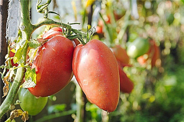 Descrição de tomate rosa stella