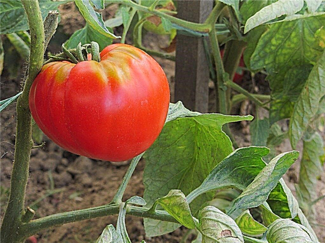 Descripción de la variedad de tomates Abakan rosa