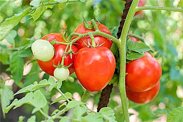 Kuvaus tomaatti laiska
