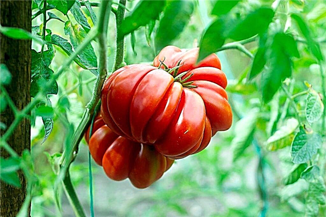 Descripción de los higos de tomate rosa y rojo