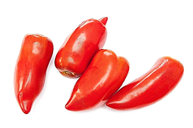 Paprika tomat sorter