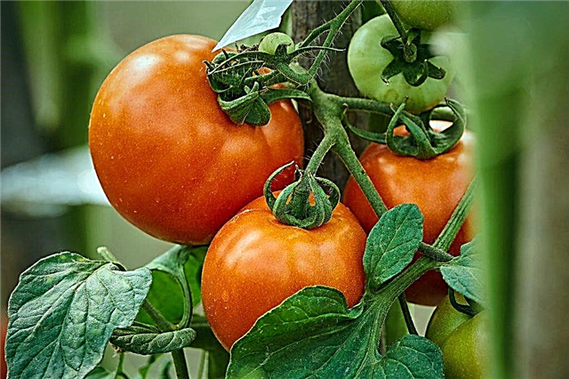 Beskrivning av tomat Alyosha Popovich