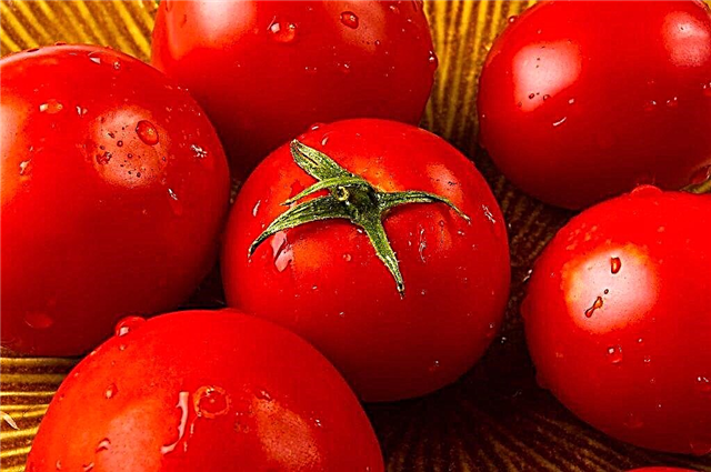 Characteristics of Tomato Juggler
