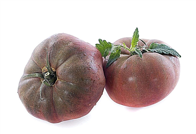Eigenschaften der Tomate der Schwarzen Krim