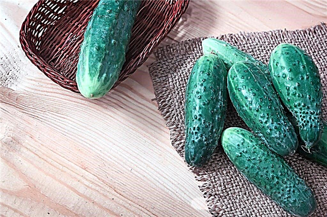 Characteristics of the variety of cucumbers Khabar