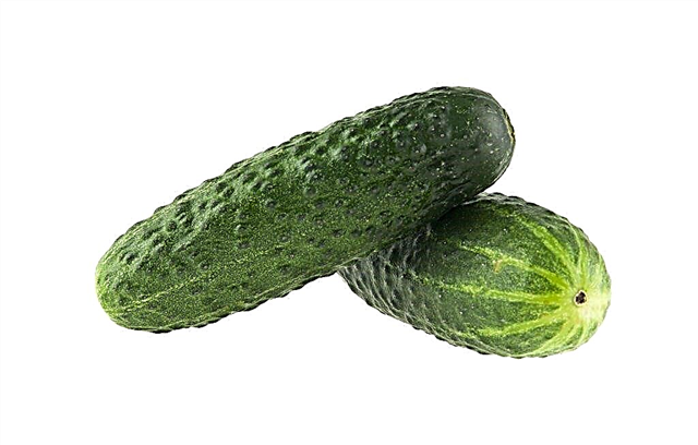 Characteristics of the cucumber variety Uhazher