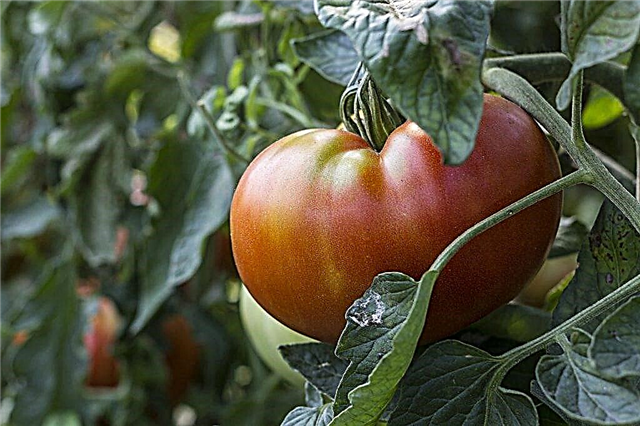 Rausvo milžiniško pomidoro aprašymas