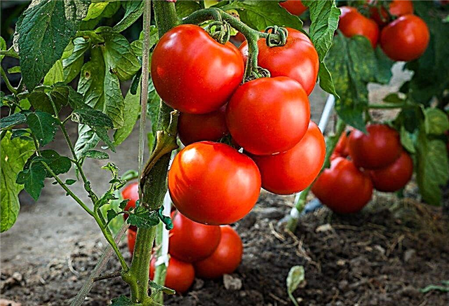 Beskrivelse af tomat Tanya
