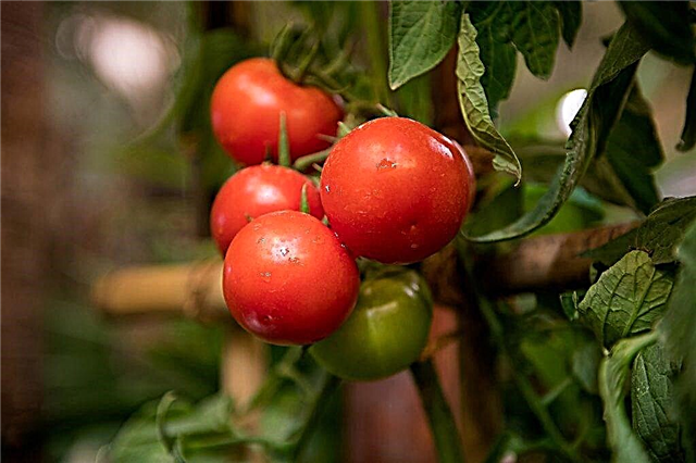 Características de las variedades de tomate Kukla F1