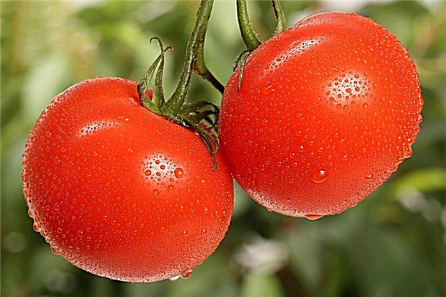 תיאור של עגבניות עגבניות