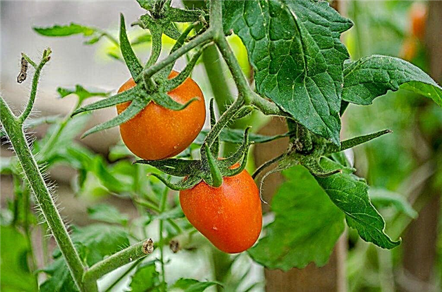 Eigenschaften der Adlerschnabel-Tomate