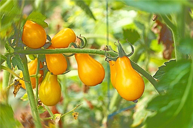 Characteristics of Tomato Honey Drop
