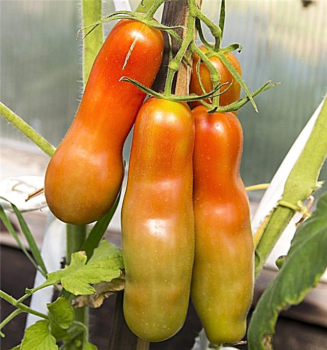 Beschreibung der Tomate Fröhlicher Gnom