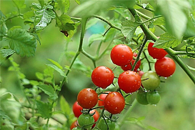 Descripción del tomate cherry dulce