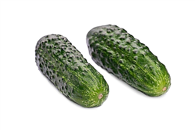 Description of the variety of cucumbers Maryina Roshcha