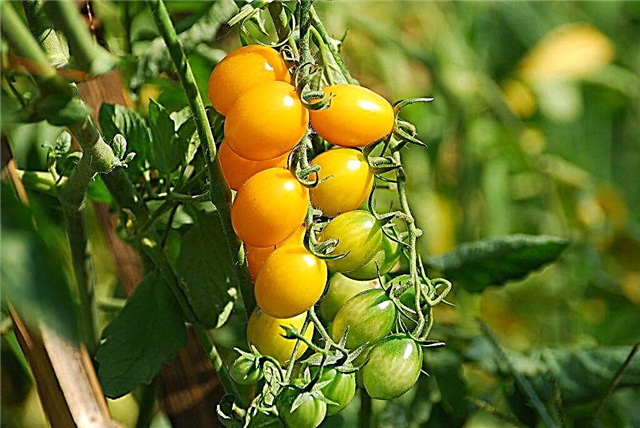 The most popular varieties of cherry tomatoes