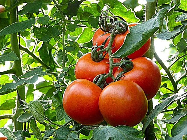 Description de la tomate Mahitos