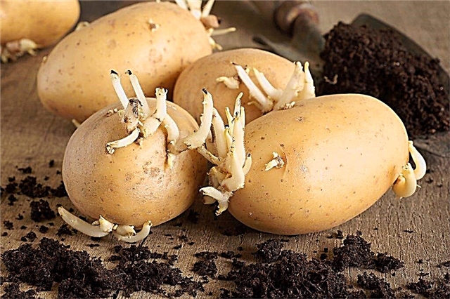 Semenné zemiaky a odrody