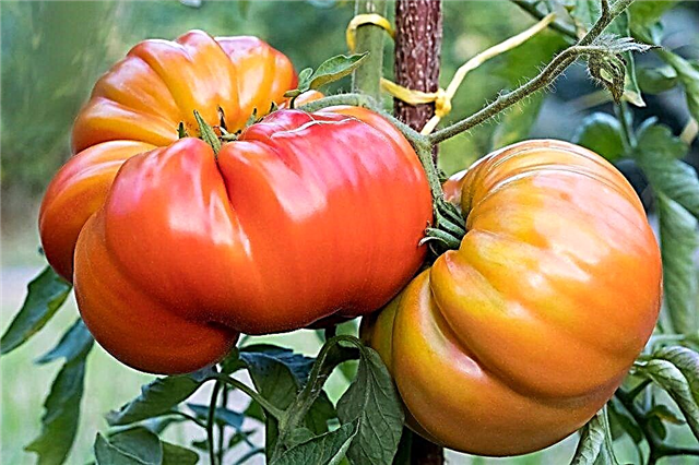 Eigenschaften der Tomate Monomakh Hut