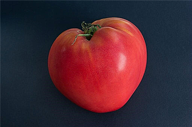 Kuvaus tomaatista Pink spam