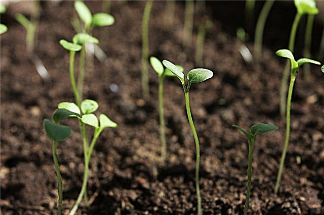 Why tomato seedlings grow long and thin