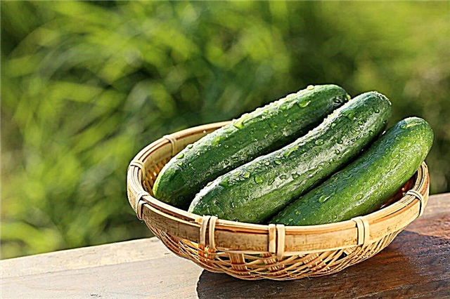 Description of the Atlet cucumber variety