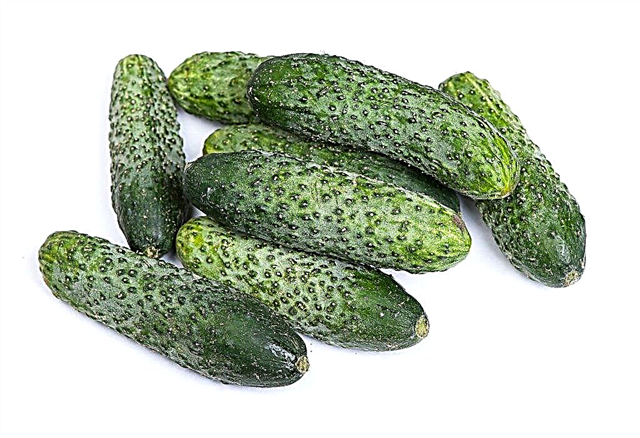 Characteristics of the Furor cucumber variety