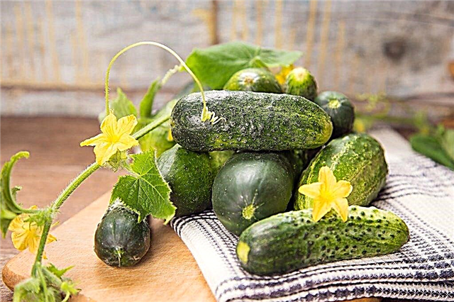 Features and description of the variety of cucumbers Kumanek