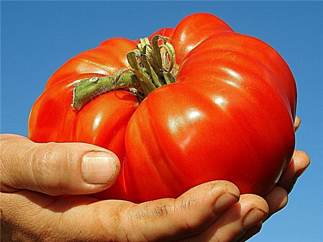 Variedades de tomates gigantes.