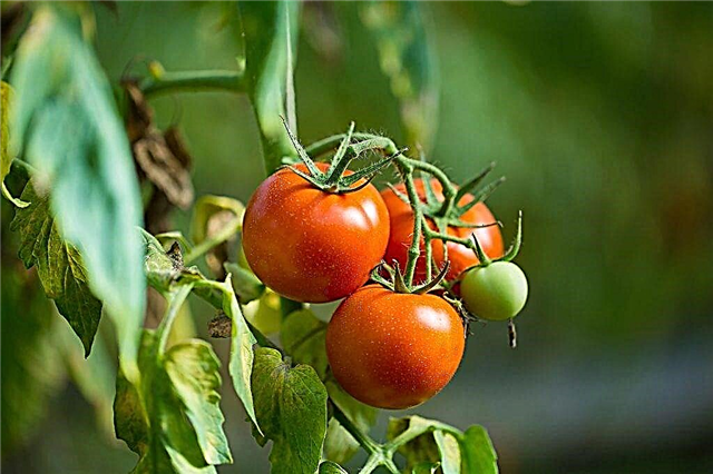 Descripción del tomate Agata