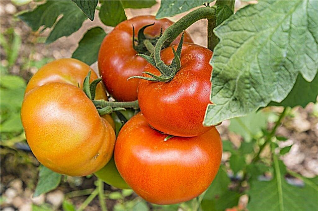 Description de Tomate Gravity