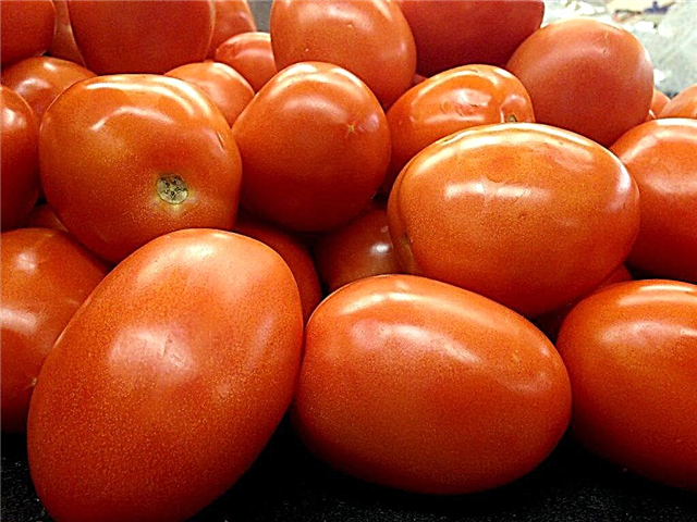 Description de la tomate Adeline