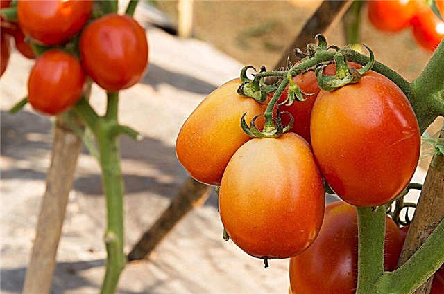 Beskrivning av Chibli tomat