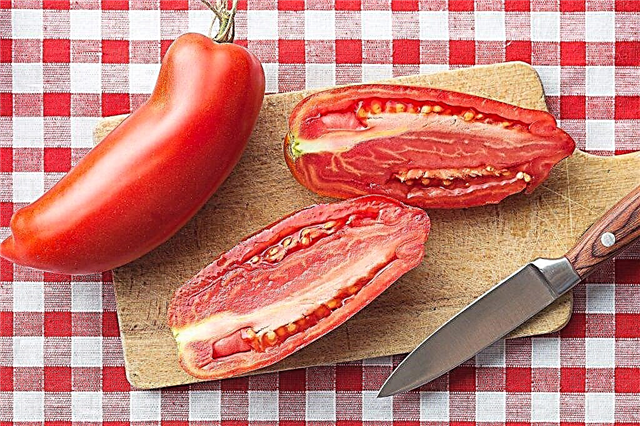 Pomidorų Scarlet Mustang aprašymas