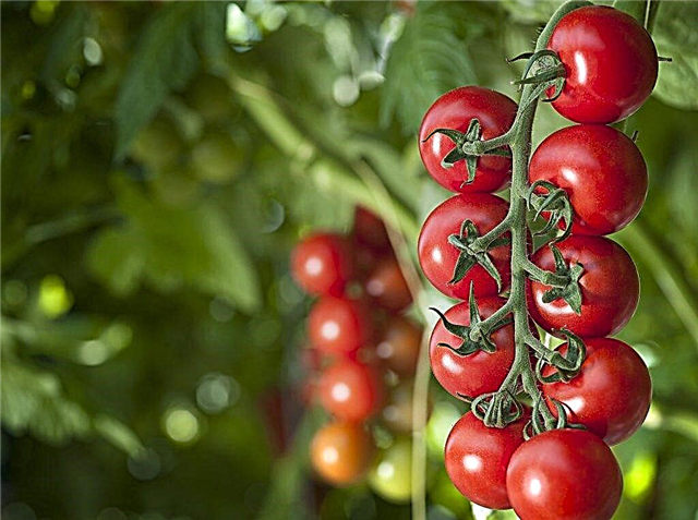 How to use chicken manure to feed a tomato