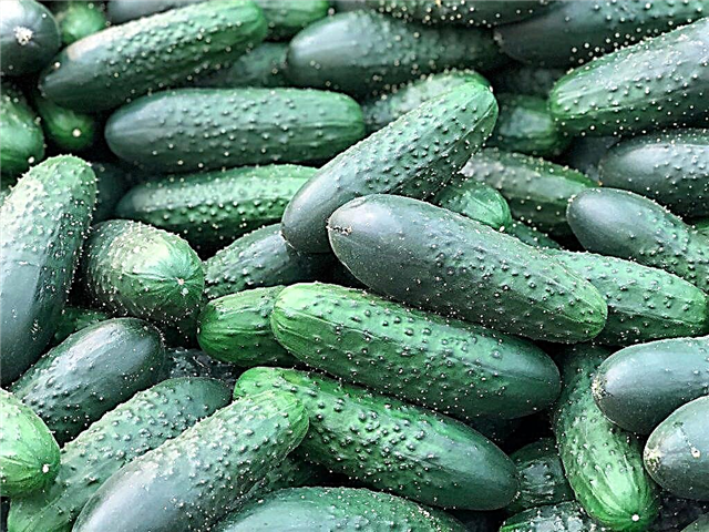 Characteristics of Serpentin cucumbers