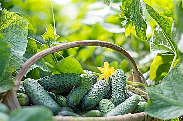 Regler for dyrkning af agurker i poser