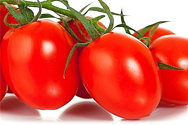 Characteristics of Nepas tomatoes